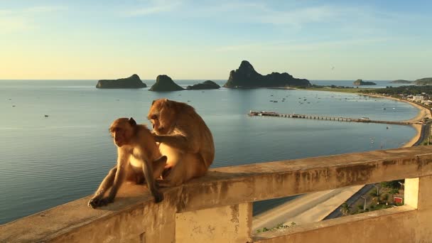Rodina Opic Thajsku — Stock video