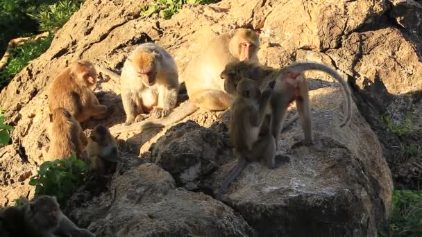 Monos Familia Tailandia — Vídeos de Stock