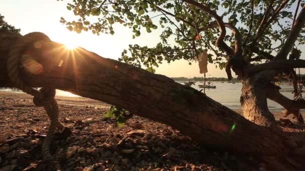 Imagens Panorâmicas Bela Árvore Margem Rio Pôr Sol — Vídeo de Stock