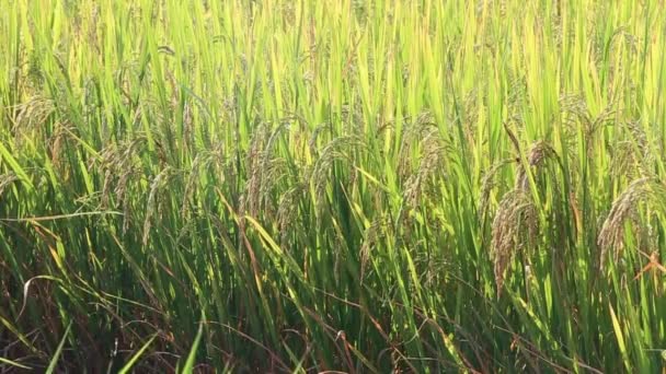 Paysage nature de rizière sur riz paddy couleur verte culture luxuriante est une agriculture en Thaïlande 