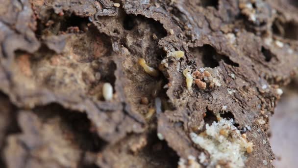 在分解木材工人和 Nasute 的白蚁 — 图库视频影像