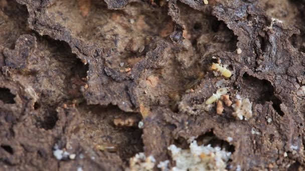 Worker Nasute Termites Decomposing Wood — Stock Video