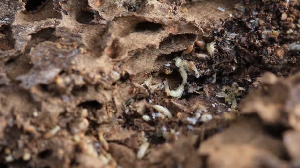 Arbetaren Och Nasute Termiter Ruttnande Trä — Stockvideo