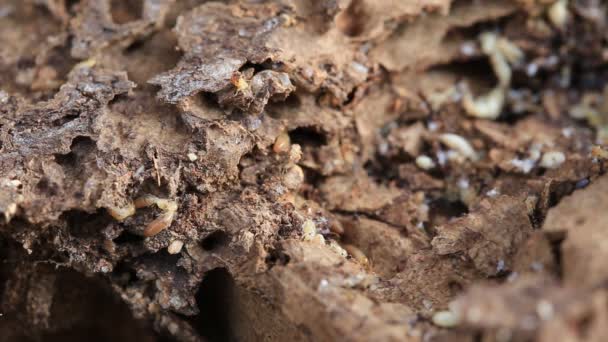 Termites Ouvriers Nasutes Sur Bois Décomposition — Video