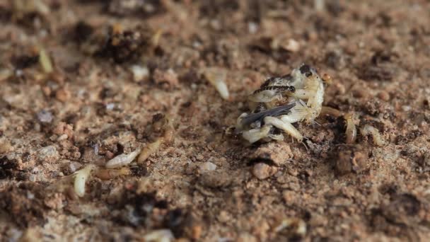 Termites Ouvriers Nasutes Sur Bois Décomposition — Video