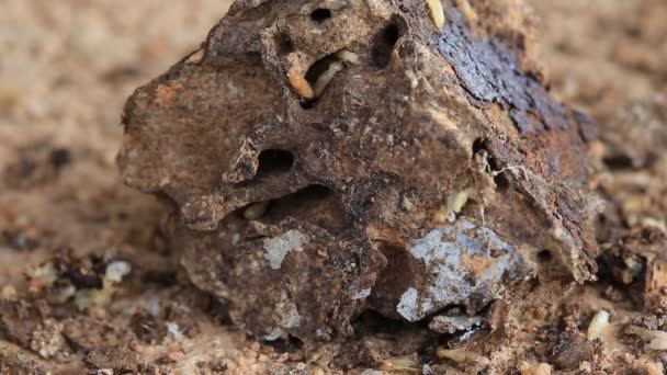 Arbeiter Und Nasentermiten Auf Zersetzendem Holz — Stockvideo