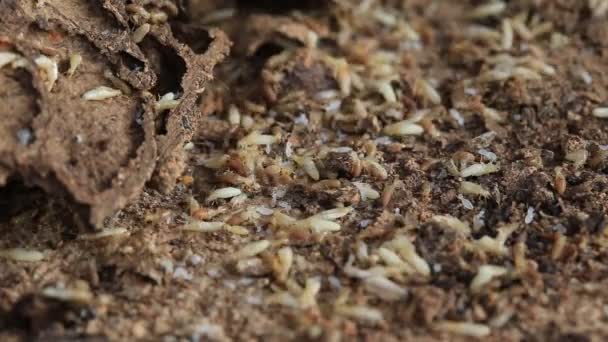 Termites Ouvriers Nasutes Sur Bois Décomposition — Video