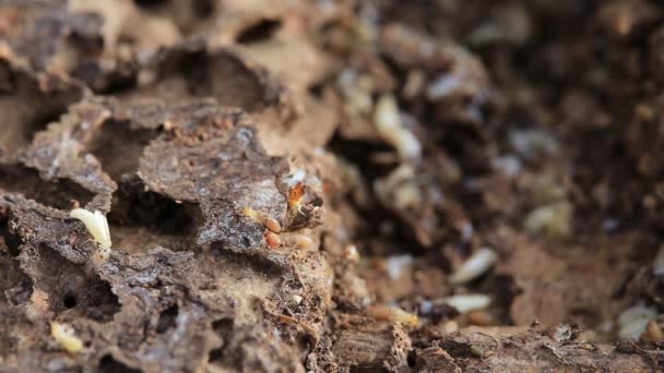 Termites Ouvriers Nasutes Sur Bois Décomposition — Video