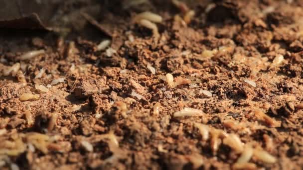 Worker Nasute Termites Decomposing Wood — Stock Video