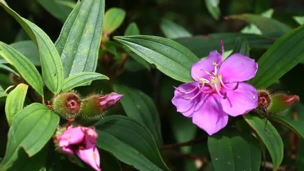 热带雨林中美丽奇异花朵的特写镜头 — 图库视频影像
