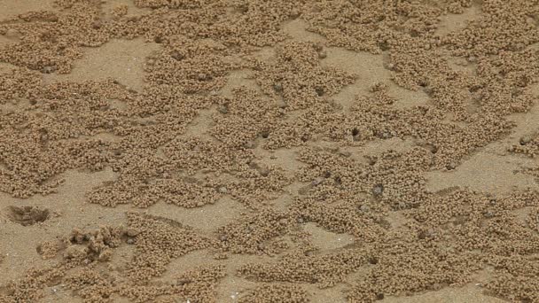 Крупным Планом Сняты Красивые Крошечные Крабы Песке — стоковое видео