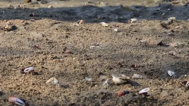 Fiddler Crab Caminando Por Bosque Manglares Parque Forestal Khao Mong — Vídeo de stock