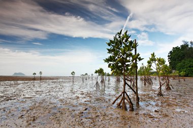 Mangrov ağaçları denizin ağzındaki ya da kıyısındaki çamurlu alanlarda iyi yetişir. İnsanlar mangrov ormanları dikmeyi sever. karbon kredisi satmak için  