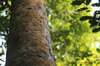 Bang Saphan 'daki Ao Siam Ulusal Parkı' ndaki dev Dipterocarpus Alatus Ormanı. Prahuap Khiri Khan Eyaleti, Tayland 