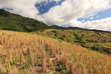 Ban Pa Pong Piang, Mae Chaem, Chiang Mai, Tayland 'da pirinç tarlalarının güzel manzarası. 