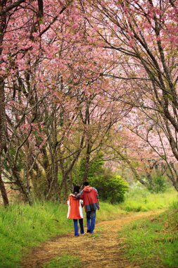 Couple walking and admiring nature and cherry blossoms at Khun Wang Royal Project in Chiang mai, Thailand 