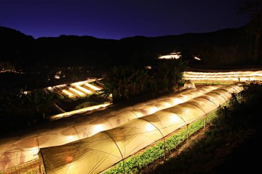 Doi Inthanon, Chiang Mai Eyaleti, Tayland 'daki Kraliyet Tarım İstasyonu' nda çiçek ve sebze ekimi. 