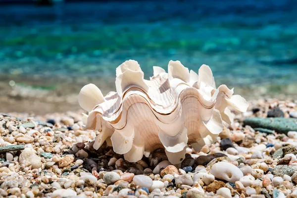 Close Seashell Pebble Beach Green Blue Sea Background Summer Sunny — Stock Photo, Image