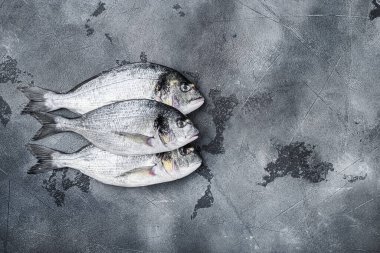 Çiğ üç deniz çerezi veya Gilt baş çipura dorada balığı gri desenli arka planda, üst görünümü metin için boşluk