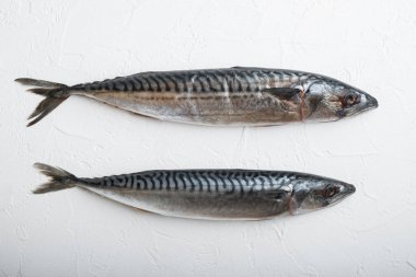 Beyaz desenli arka planda uskumru, düz uzanır.