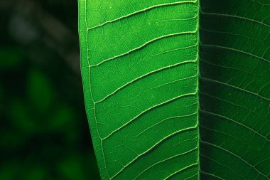 Damarlı koyu yeşil yaprak dokusu. Makro soyut doğa arkaplanı.