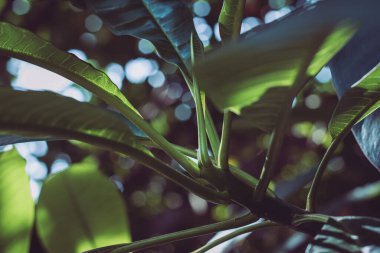 Yakın plan taze Frangipani yaprağı, tropik yeşil yapraklar. Koyu ton doğa arkaplanı.