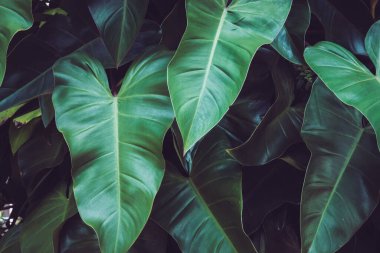 Yakın plan Sengonyum Podophyllum yaprağı, tropik yeşil yapraklar. Güzel koyu ton doğa arkaplanı.