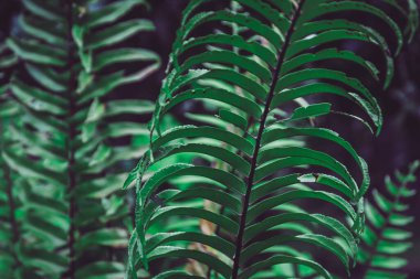 Close-up fern leaf, tropical green foliage in rainforest garden. Beautiful dark tone nature pattern background.
