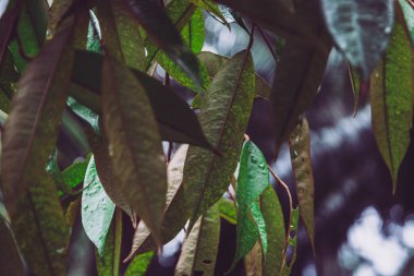 Close-up low angle view of durian leaf, tropical green foliage in garden. Beautiful dark tone nature background.