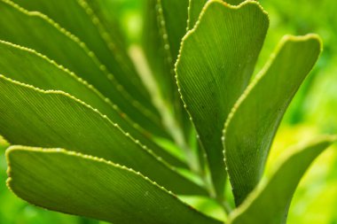 Close-up top view of orchid leaf, tropical green foliage in rainforest garden. Beautiful green nature background.