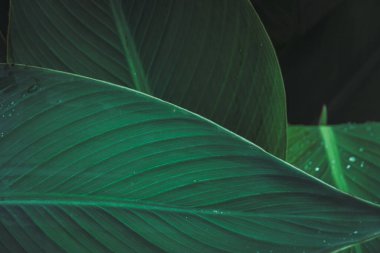 Close-up texture of Bird of paradise leaf, tropical green foliage in rainforest garden. Beautiful dark tone nature background.
