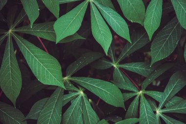 Close-up top view of Cassava leaf, tropical green foliage. Beautiful dark tone nature pattern background.