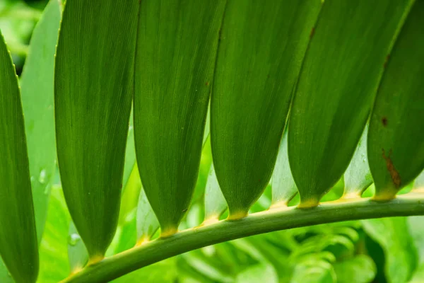 特写低角度的兰花叶景 热带雨林花园中的热带绿叶 美丽的绿色自然背景 — 图库照片