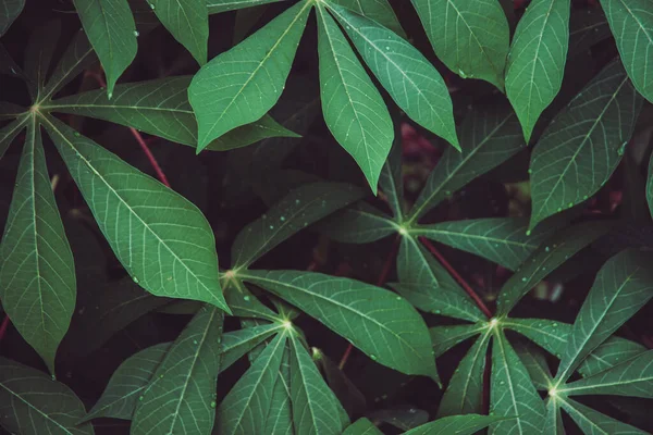 木薯叶 热带绿叶的特写顶部视图 美丽的深色自然图案背景 — 图库照片#