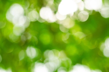 Defocused abstract background. Beautiful abstract nature green soft light bokeh for background.