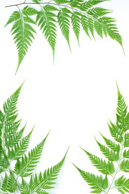 Yaratıcı yeşil doğa düzeni tropikal eğreltiotu yaprağından, beyaz arka planda yeşillik. Düzlük, üst görünüm yaz konsepti.