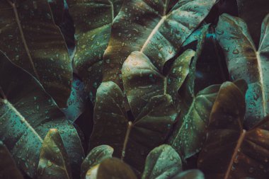 Yağmur ormanları bahçesindeki ıslak ok başı bitkisini ya da sengonyum podophyllum yapraklarını kapatın. Su damlasıyla tropikal yeşil yaprakların doku ayrıntıları. Makro soyut, güzel, koyu renk, doğal arka plan..