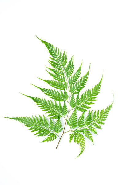 Tropicla fern leaf, green foliage in rainforest on white background. Flat lay, top view.