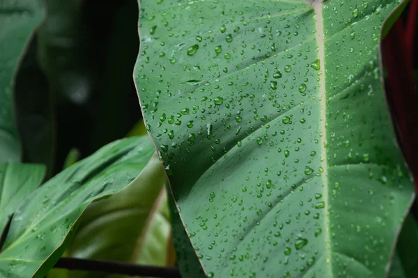 在热带雨林花园关闭潮湿的箭头植物或共生叶 带水滴的热带绿叶的纹理细节 宏观抽象美丽的自然背景 — 图库照片