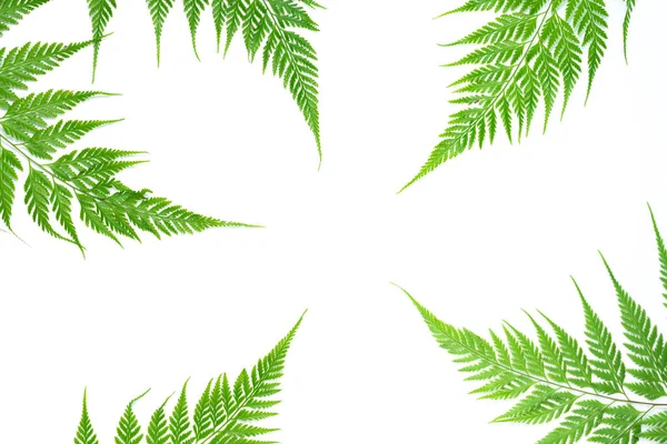 Creative Green Nature Layout Made Tropical Fern Leaf Foliage White — Stock Photo, Image