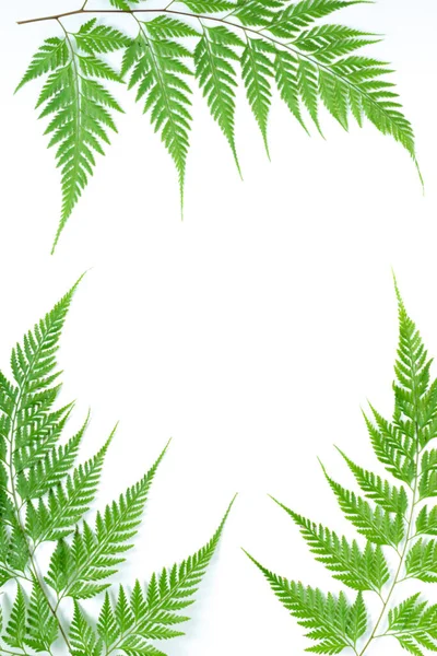 具有创意的绿色自然布局 由热带蕨叶制成 叶面为白色背景 平面布局 顶视图夏季概念 — 图库照片