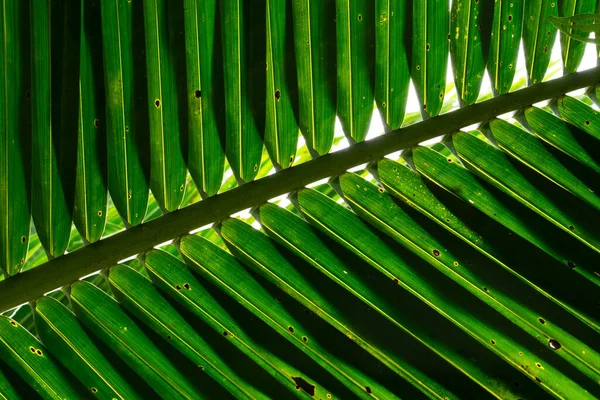纹理在背光下详细描述椰子树的叶子 热带绿叶的低角度视图 抽象美丽的自然背景 — 图库照片