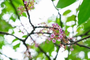 Carambola 'nın pembe çiçeğinin seçici odağı ya da yıldız meyvesi. Tropikal bahçede güzel bir çiçek.