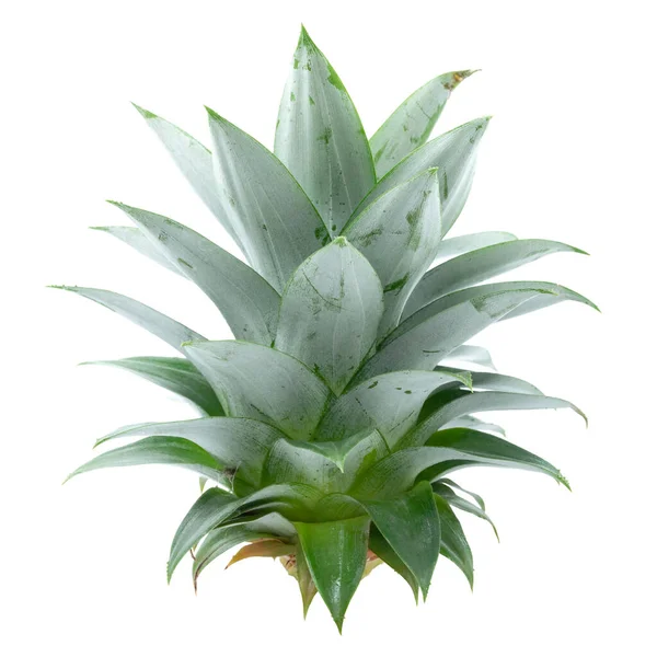 Boční Pohled Zelené Ananas Listy Izolované Bílém Pozadí — Stock fotografie
