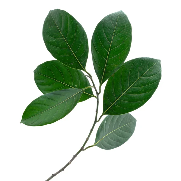 白地に濃緑色のジャックフルーツの葉の枝の上部 — ストック写真