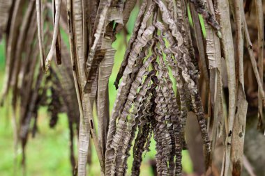 Kırışık kahverengi palmiye yapraklarını kapatın. Yağ palmiyesinde boron eksikliği.