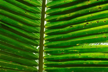 Doku, arka planda hindistan cevizi palmiyesi yaprağının detaylarını gösteriyor. Tropikal yeşil yaprakların düşük açılı görüntüsü. Soyut güzel doğal arkaplan.