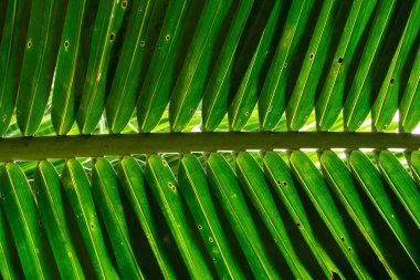 Doku, arka planda hindistan cevizi palmiyesi yaprağının detaylarını gösteriyor. Tropikal yeşil yaprakların düşük açılı görüntüsü. Soyut güzel doğal arkaplan.
