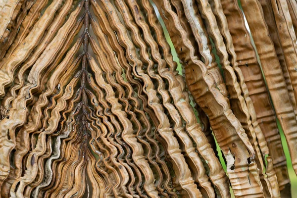 Zblízka Svraštělé Hnědé Palmové Listy Nedostatek Boru Olejové Palmě — Stock fotografie