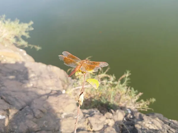 橙色蜻蜓坐在植物上的图片 — 图库照片